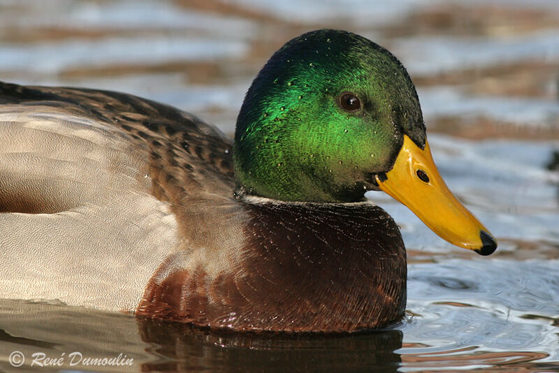 Canard colvert mâle adulte, identification