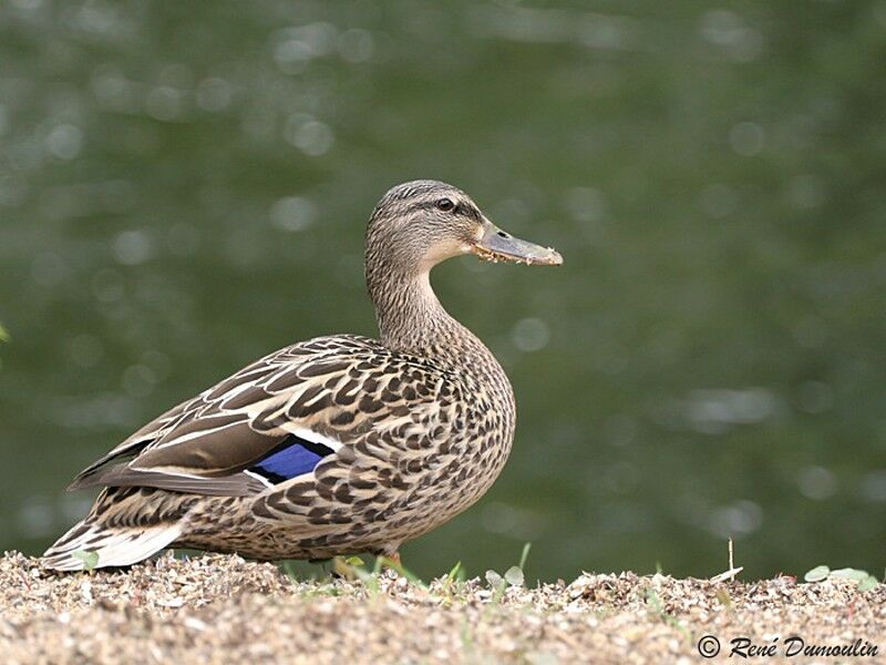 Canard colvert adulte