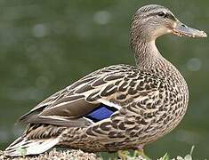 Mallard