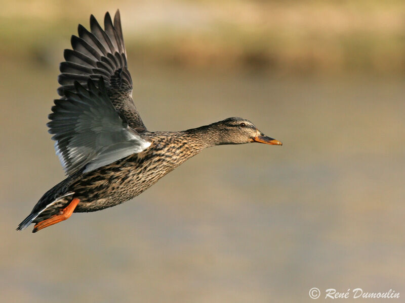 Canard colvert femelle adulte, Vol