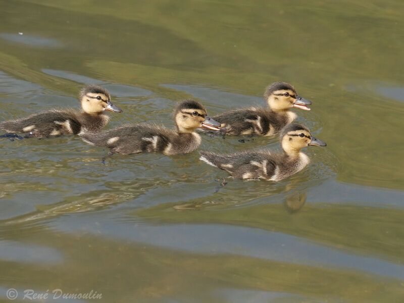 Canard colvert juvénile, identification