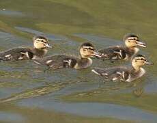 Canard colvert