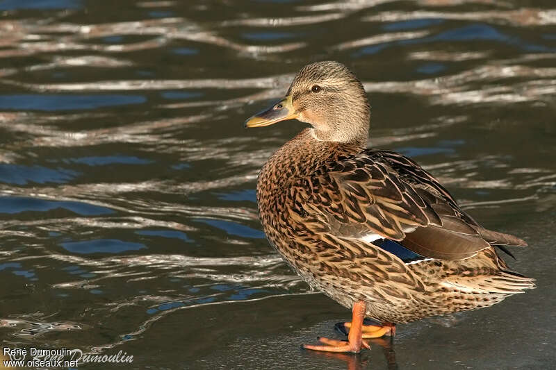 Canard colvert femelle adulte, identification