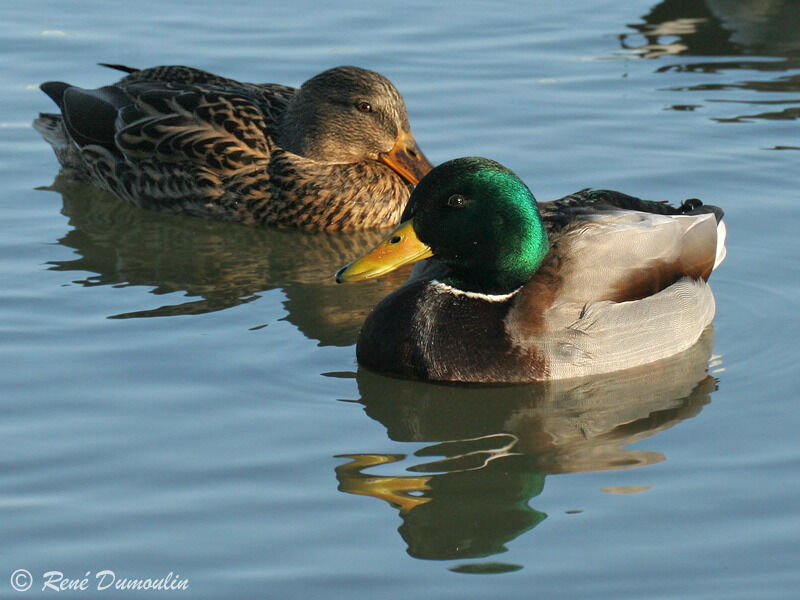 Mallard adult