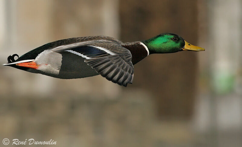 Canard colvert mâle adulte, identification