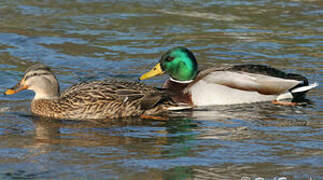 Canard colvert