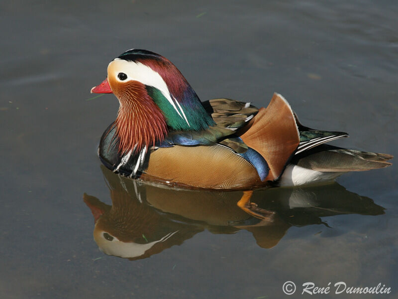 Mandarin Duck male adult, identification