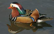 Canard mandarin