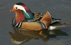 Mandarin Duck