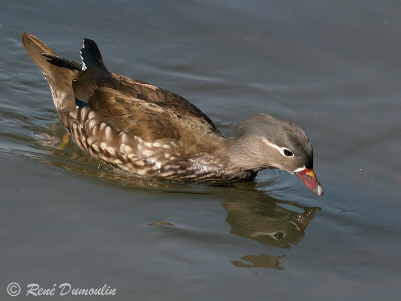 Canard mandarin femelle adulte, identification