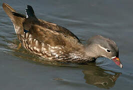 Canard mandarin