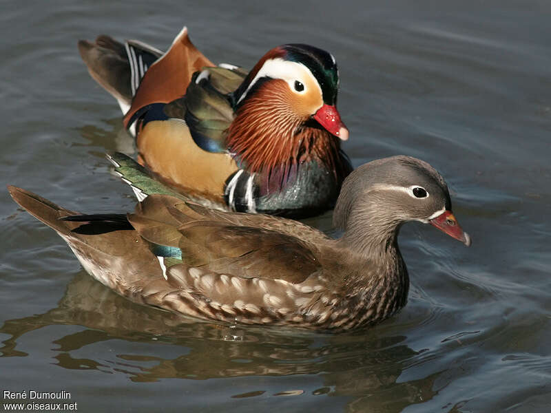 Mandarin Duckbreeding, aspect