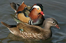 Canard mandarin