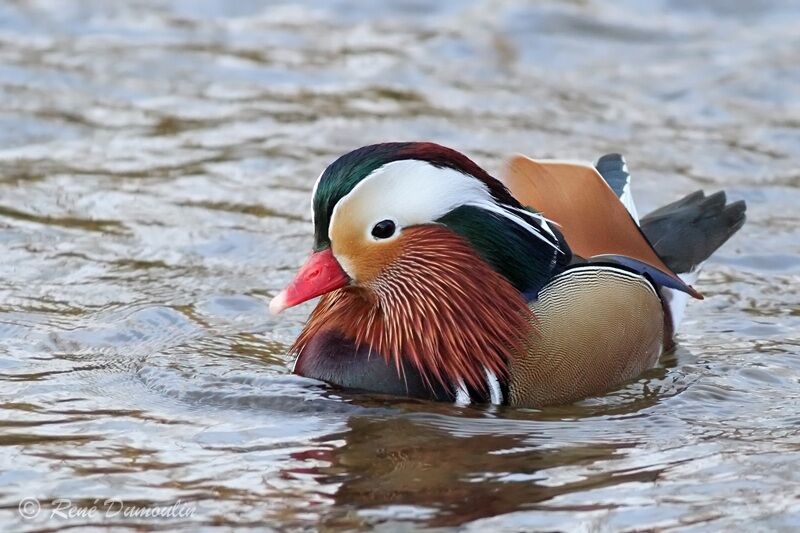 Canard mandarin mâle adulte nuptial, identification, nage