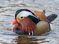 Canard mandarin