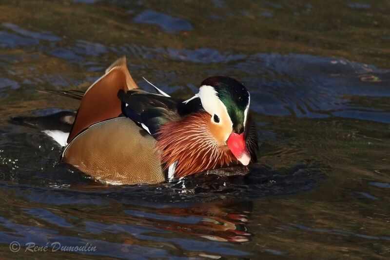 Mandarin Duck male adult breeding, identification