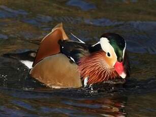 Canard mandarin