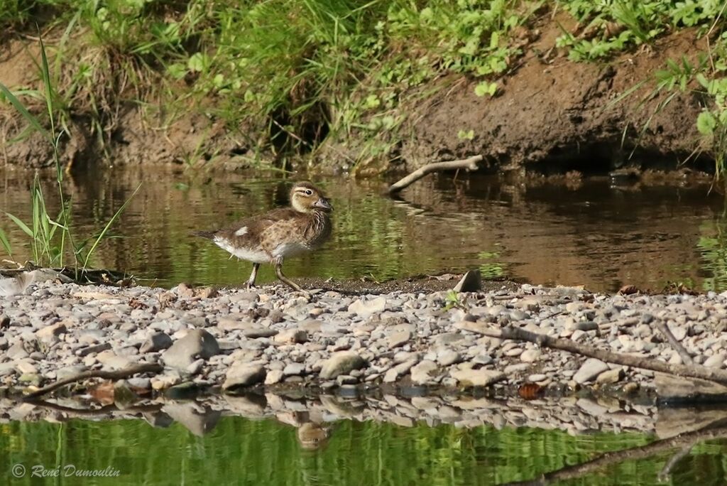 Mandarin DuckFirst year, identification