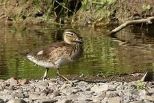 Canard mandarin