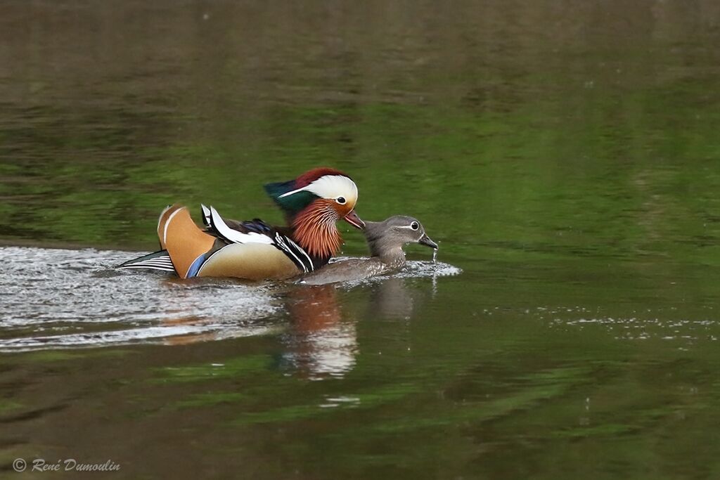 Canard mandarinadulte nuptial, accouplement.