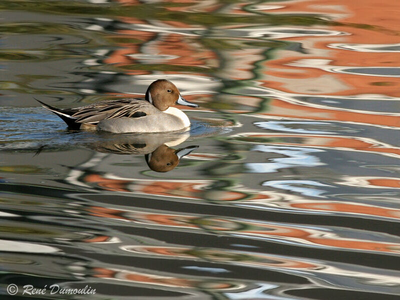 Canard pilet mâle adulte