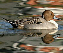 Canard pilet