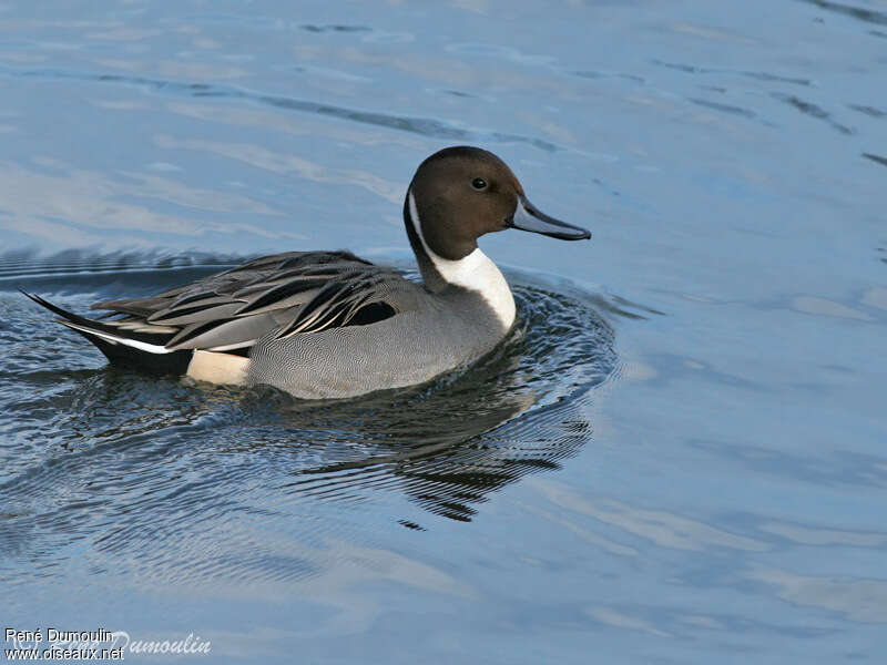 Canard pilet mâle adulte, identification