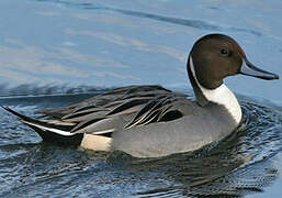 Northern Pintail