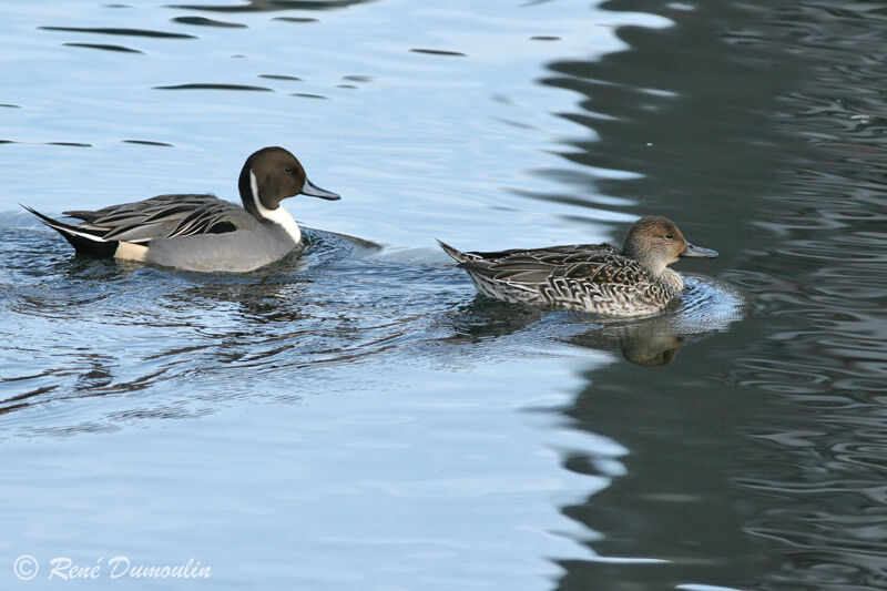 Canard pilet 