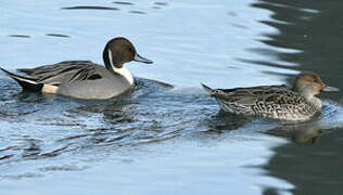 Canard pilet