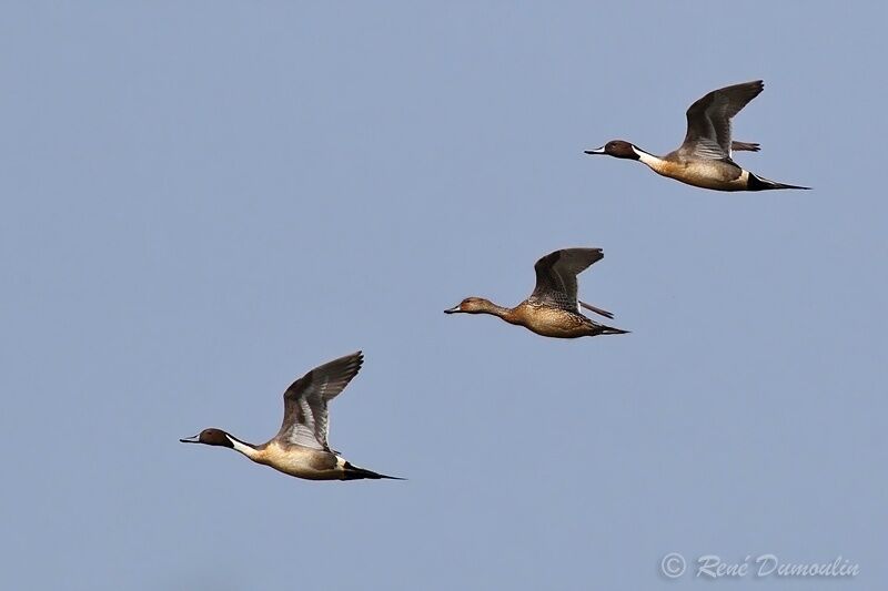 Canard piletadulte, Vol