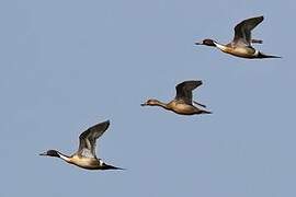 Northern Pintail