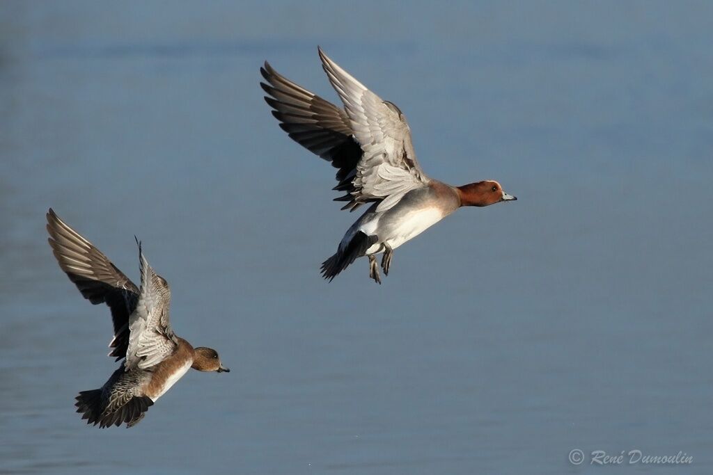 Canard siffleuradulte, Vol