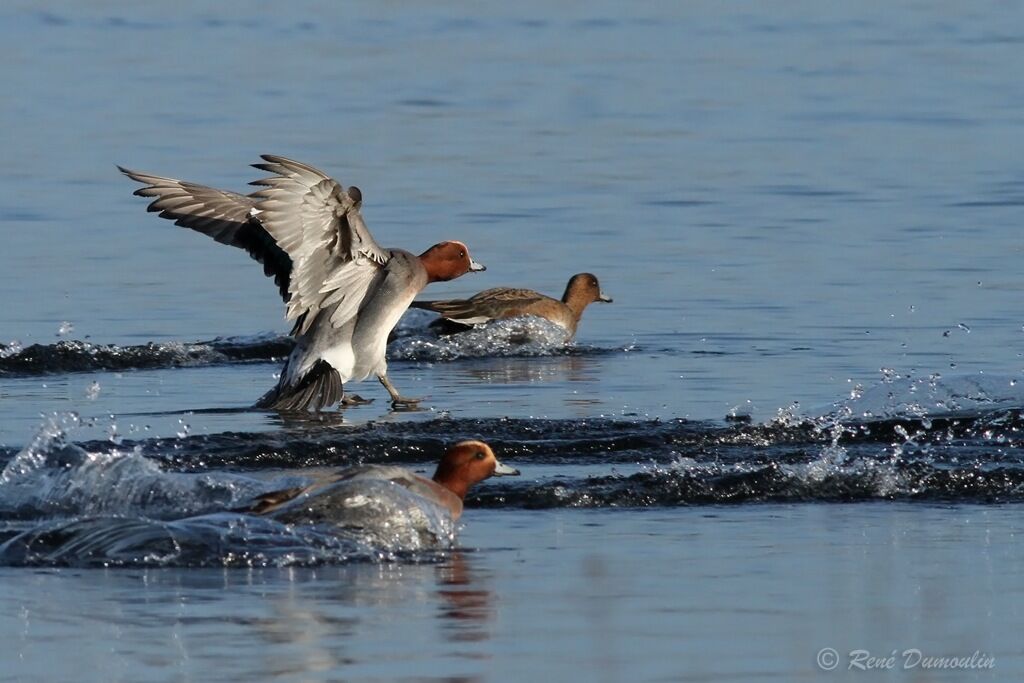 Eurasian Wigeon male adult breeding, Flight