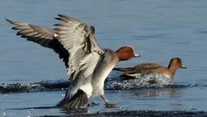 Canard siffleur