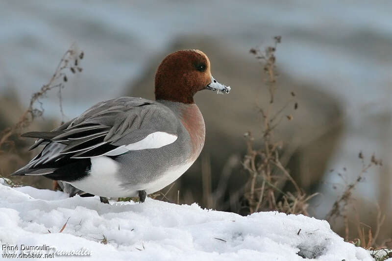 Canard siffleur mâle adulte, identification