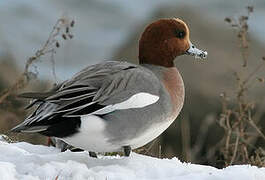 Canard siffleur