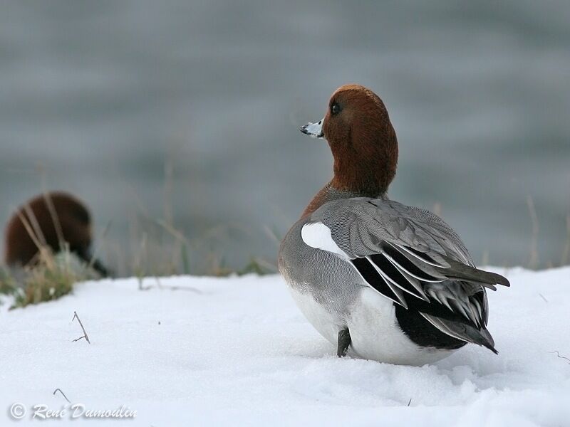 Eurasian Wigeon male adult, identification