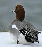 Eurasian Wigeon