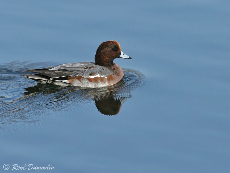 Canard siffleur mâle