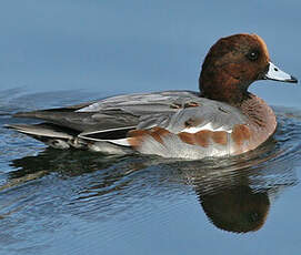 Canard siffleur