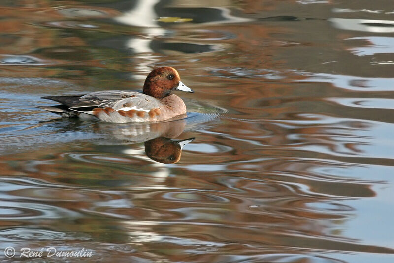 Canard siffleur mâle