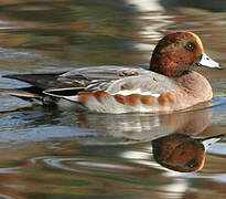 Eurasian Wigeon