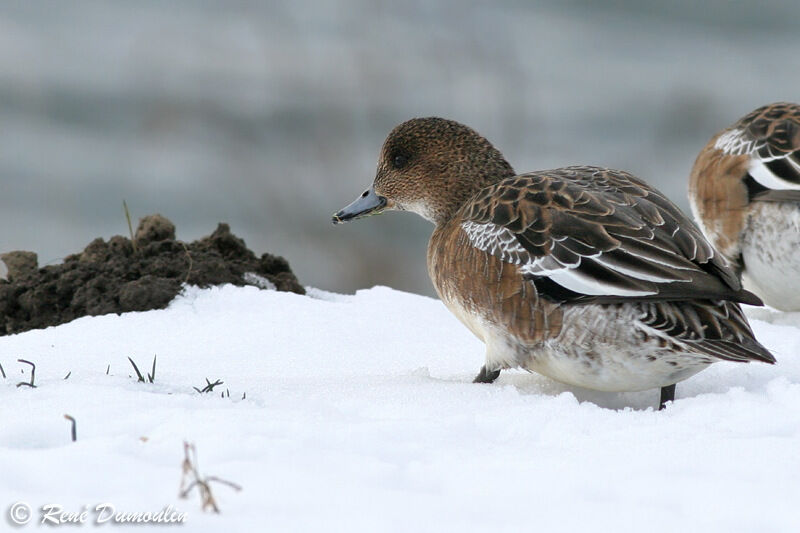 Canard siffleur femelle adulte, identification