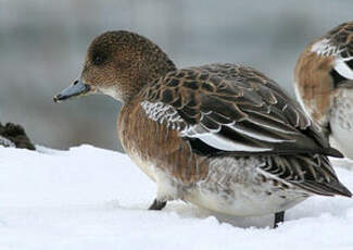 Canard siffleur