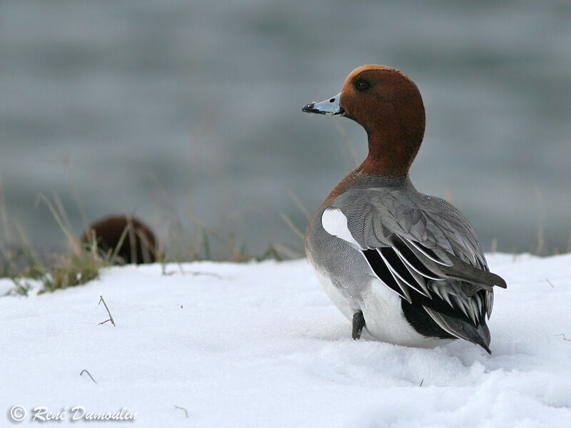 Eurasian Wigeon male adult, identification