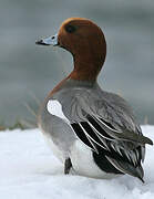 Eurasian Wigeon