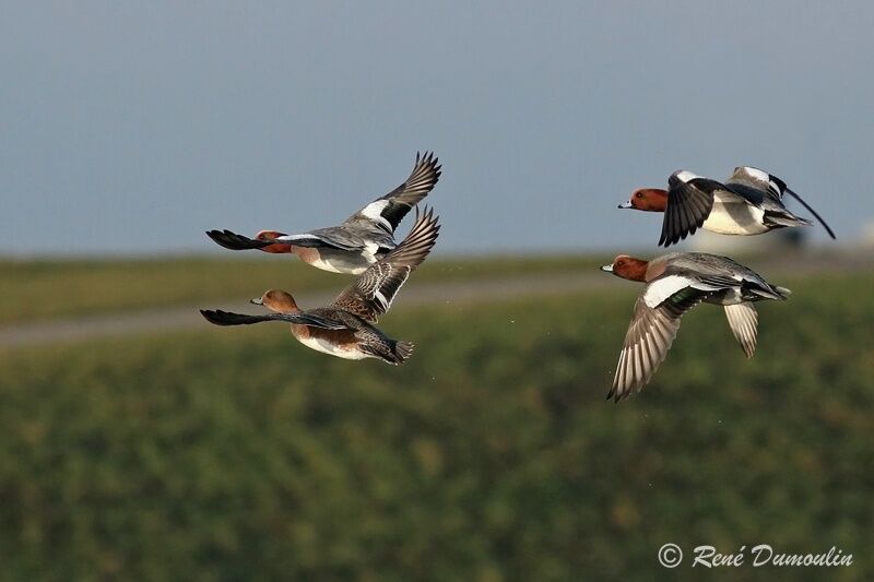 Canard siffleuradulte, Vol