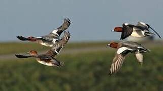 Eurasian Wigeon