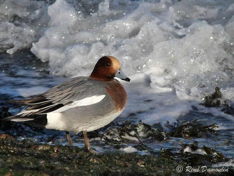 Eurasian Wigeon male adult, identification